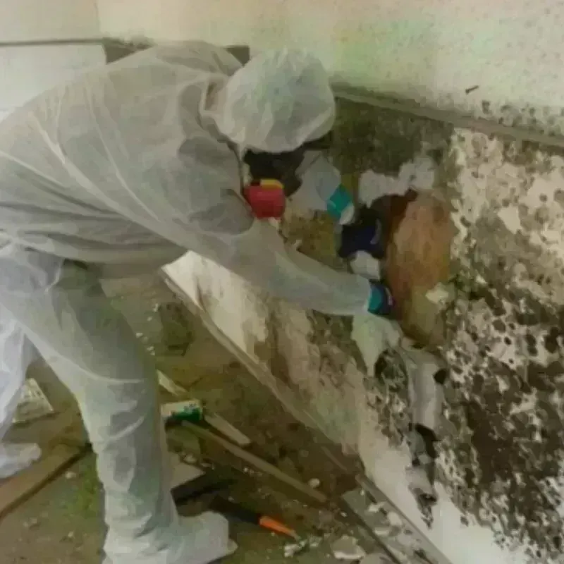 Mold Remediation and Removal in Rockland, MA